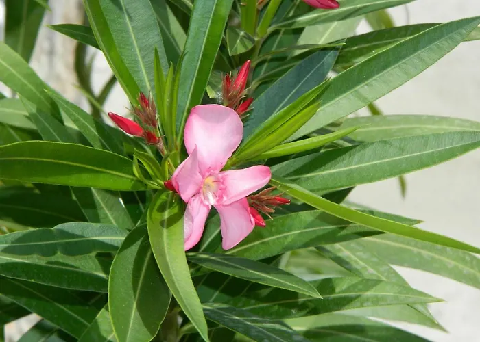 Guest Soleo Балчик